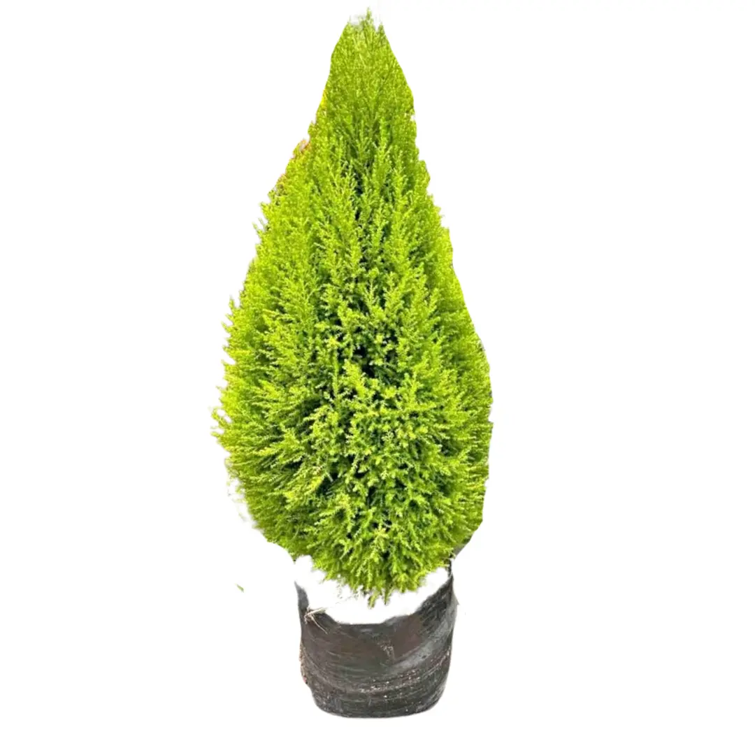 Imagen de Ciprés de Limón